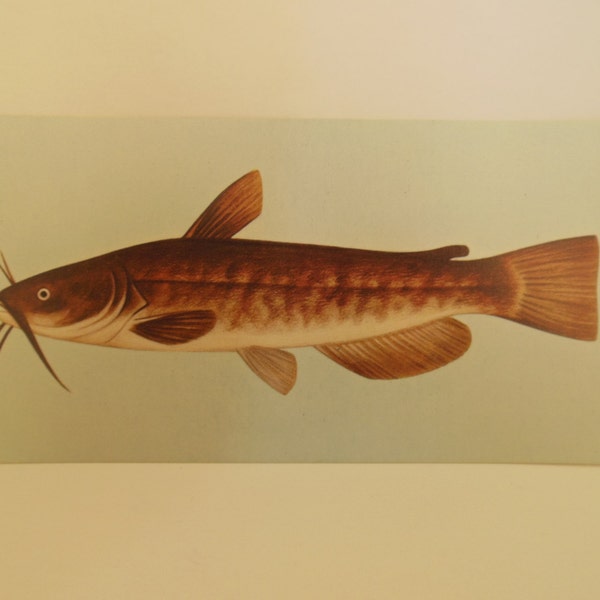 Vintage Fish Flashcard Color Decor Paper Ephemea Brown Bullhead 1960's (item 12)