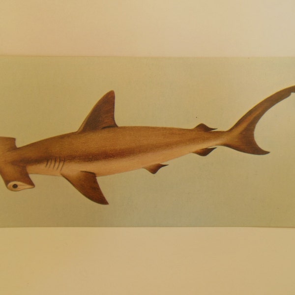 Vintage Fish Flash Card Color Decor Paper Ephhemera Smooth Hammerhead 1960's (item 12)