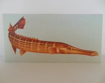 Vintage Fish Flash Card Color Decor Paper Ephhemera Trumpetfish 1960's (item 12)