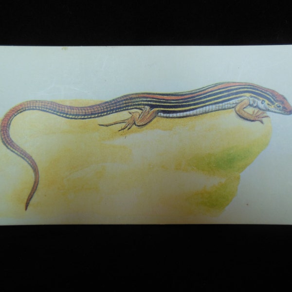 Vintage Reptile Flashcard Color Decor Paper Ephemera Six-Lined Racerunner 1960's (item 12)