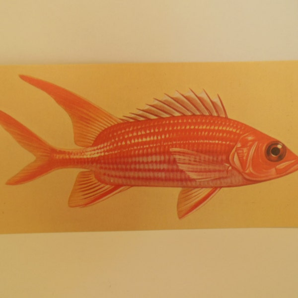 Vintage Fish Flashcard Color Decor Paper Ephhemera Longspine Squirrelfish 1960's (item 12)