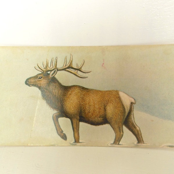 Vintage Mammal Flash Card Color Paper Ephemera Elk 60's (item 12)