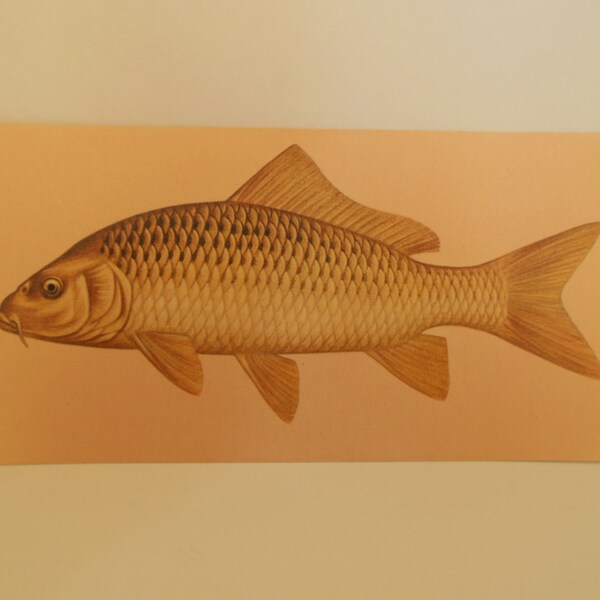 Vintage Fish Flashcard Color Decor Paper Ephhemea Carp 1960's (item 12)