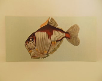 Vintage Fish Flash Card Color Decor Paper Ephhemera Deep Sea Hatchetfish 1960's (item 12)