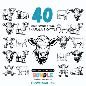 May include: A digital collection of 40 black and white illustrations featuring Charolais cattle in various poses, including standing, lying down, and head portraits. The text includes 40, HIGH-QUALITY FILES, CHAROLAIS CATTLE, SVG, PNG, DXF, PDF, BUNDLE, INSTANT DOWNLOAD, and COMMERCIAL USE.