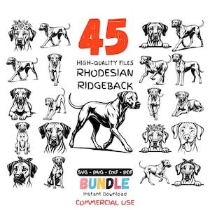 Puede incluir: Un conjunto de 45 ilustraciones de alta calidad en blanco y negro de perros Rhodesian Ridgeback en varias poses. La imagen incluye el texto "45", "Rhodesian Ridgeback" y "Bundle" con formatos de archivo SVG, PNG, DXF y PDF. Descarga instantánea para uso comercial.