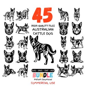May include: A digital bundle with 45 high-quality Australian Cattle Dog designs in SVG, PNG, DXF, and PDF formats. The designs include various poses and illustrations of the breed, with the number 45 in orange. Text includes "BUNDLE" and "COMMERCIAL USE."