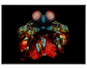 Mantis Shrimp Mother – Framed Fine Art Print | Deep Sea Creature Art
