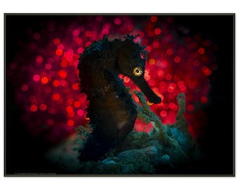 Böses Seepferdchen – Fine Art Print mit Rahmen | Tiefseekreatur Kunst