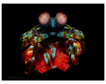 Mantis Shrimp Mother – Fine Art Print | Deep Sea Creature Art
