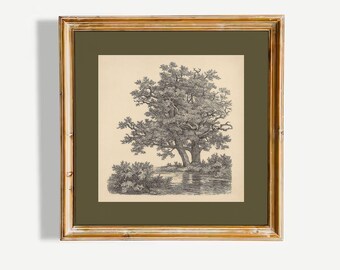 Oak Tree Vintage Poster – Antique Nature Wall Art