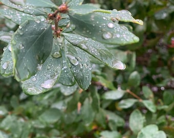 Leaf Macro Photo - Dew on Leaves  - Nature Texture Print - Botanical Wall Art Digital Download