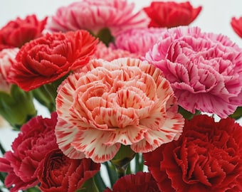 Graines d'oeillet double | Dianthus rare, couleurs mélangées, fleurs parfumées