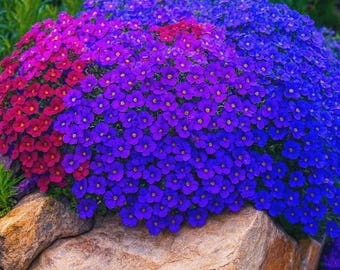 + de 50 graines d'Arabe des neiges | Mélange royal pour colibris | Graines de fleurs couvre-sol | Plantes de jardin respectueuses des pollinisateurs