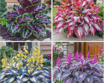 Plus de 160 graines d'hosta – Plante vivace à feuillage de jardin d'ombre