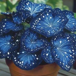 Pu&ograve; includere: Primo piano di una pianta in vaso con grandi foglie blu scuro macchiate di punti bianchi. Le foglie presentano un caratteristico motivo venato e sono disposte in una formazione circolare. La pianta &egrave; in un vaso di terracotta marrone, con fogliame verde sullo sfondo.