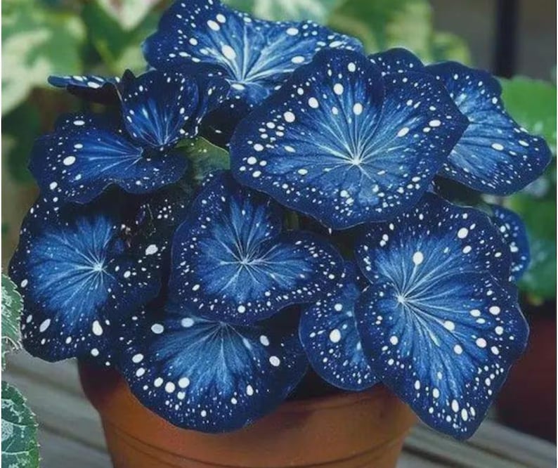 Pu&ograve; includere: Primo piano di una pianta in vaso con grandi foglie blu scuro macchiate di punti bianchi. Le foglie presentano un caratteristico motivo venato e sono disposte in una formazione circolare. La pianta &egrave; in un vaso di terracotta marrone, con fogliame verde sullo sfondo.