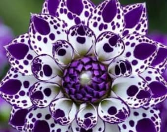 Rare Purple Royal Dahlia Flower Seeds Colorful Lawn & Bonsai Plant