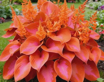 Plus de 200 graines d'hosta rose-orange
