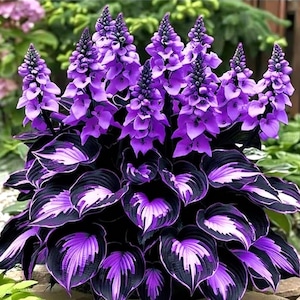 May include: A vibrant close-up of a hosta plant with striking purple flowers and dark, patterned leaves. The leaves have a unique black and white design, creating a beautiful contrast. The flowers are a deep purple color.