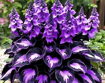 Plus de 200 graines d'hosta violettes et noires – Plante vivace d'ombrage