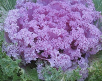 Graines de Kale Splendor Mix ornementales | Jardin d'automne coloré