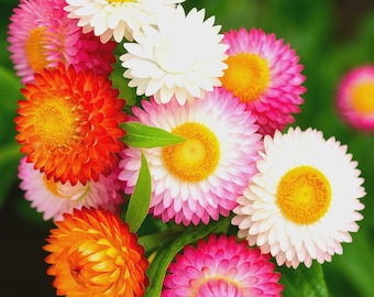 Plus de 50 graines de fraise | Fleurs éternelles héritage | Fleurs coupées et séchées | Graines de composition florale de jardin de vivaces