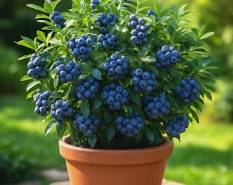 Graines de myrtille européenne 50+ | Arbuste nain rare | Sans OGM | Etats-Unis