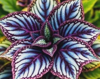 Plus de 160 graines d'hosta – Plantes vivaces d'extérieur pour jardin d'ombre