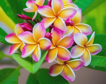 5 graines d'arbustes à fleurs Plumeria Rubra à planter - Fleurs vivaces rares