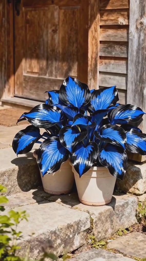 Blue Black Hosta Seeds | Rare Shade Perennial, Pollinator Friendly