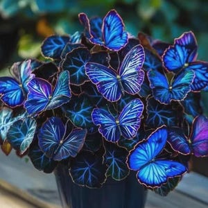 Pu&ograve; includere: Primo piano di una pianta con sorprendenti fiori blu a forma di farfalla. Le foglie verde scuro hanno venature blu e le 'farfalle' presentano motivi dettagliati. Il vaso &egrave; blu scuro, creando un contrasto con i fiori vibranti.