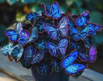 200 graines de Hosta bleu | Hosta plantaginea | Plante vivace d'ombre rare | Graines de fleurs ornementales de jardin