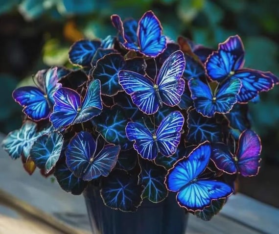 200 Blue Hosta Seeds | Hosta Plantaginea | Rare Shade Perennial Plant | Ornamental Garden Flower Seeds