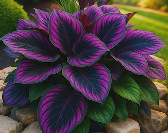 + de 185 graines d'hosta mixtes vivaces résistantes au froid en pots couvre-sol faciles à cultiver