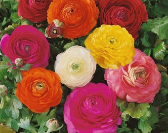 100 graines de renoncule persan) cultivées aux États-Unis Pour le printemps, commencez maintenant.