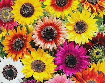 150 graines de tournesol de couleurs mélangées - jaune, violet, rouge