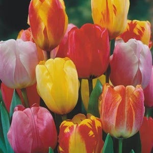 May include: A vibrant bouquet of tulips in full bloom. The flowers display a variety of colors, including red, yellow, pink, and orange. Green leaves provide a contrasting backdrop to the colorful petals. The tulips are clustered together, creating a visually appealing display.