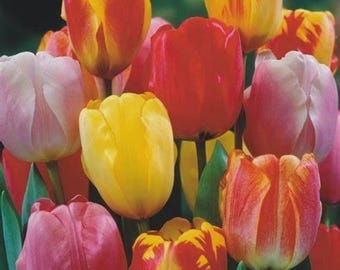 10 bulbes de tulipes Triumph assortis PRÉREFROIDIS - Prêts à fleurir maintenant !