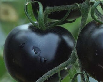 Graines de tomate cerise noire | Héritage, sucré et juteux (plus de 75 graines