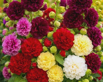 Mélange printanier de rose trémière | Plus de 200 fleurs de colibri vivaces