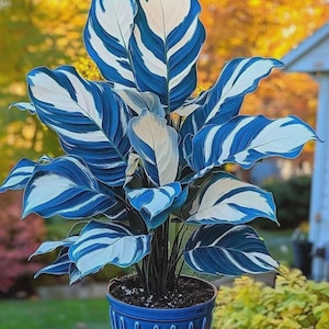 Könnte beinhalten: Eine Calathea-Pflanze mit großen, auffälligen Blättern in Blau- und Weißtönen, in einem passenden blauen Keramiktopf. Die Blätter der Pflanze weisen ein einzigartiges Streifenmuster auf. Der Hintergrund zeigt eine verschwommene Ansicht einer Gartenumgebung.