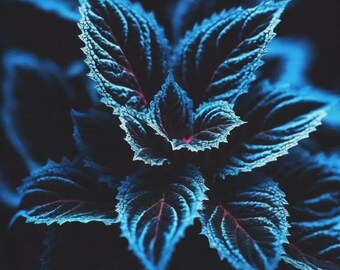 Graines de coleus - Rare feuillage bleu, noir et vert 20 pcs - Accent unique de jardin
