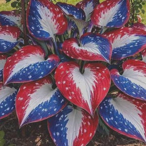May include: A close-up of a hosta plant with large, heart-shaped leaves. The leaves are a striking mix of red, white, and blue, with a pattern reminiscent of a flag. The plant is in a garden setting.