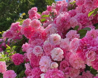 Graines de rose rose grimpante - Fleur de rosier rare à l'héritage