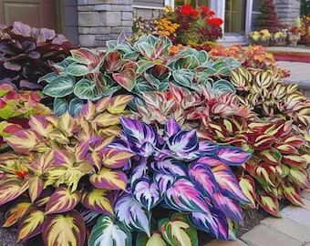 Semi di Hosta di colori misti – Oltre 330 piante perenni tolleranti all’ombra – Coprisuolo e vasi