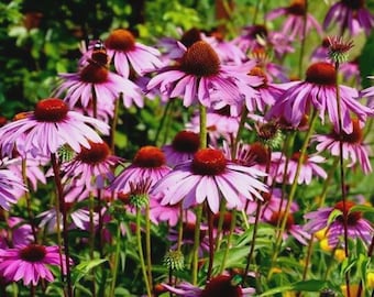 200 graines d'échinacée pourpre | Echinacea vivace | Héritage sans OGM | Respectueux des pollinisateurs