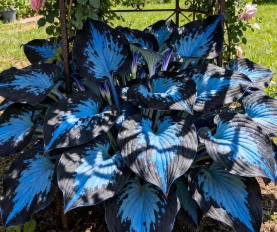 Blue Black Hosta Seeds | Rare Shade Perennial, Pollinator Friendly