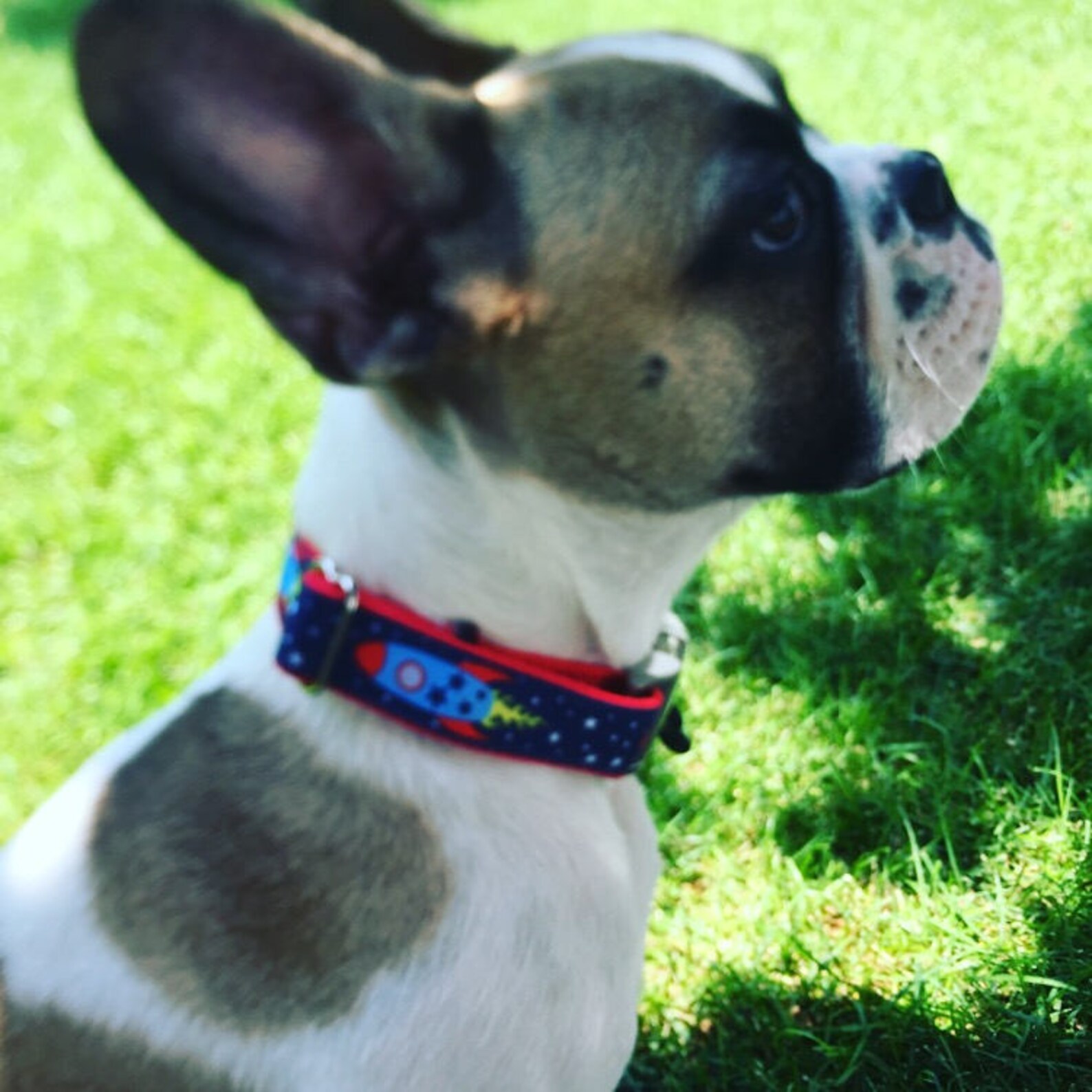 Rocket Ship Dog Collars Science Dog Collar and Leash Large Dog Etsy