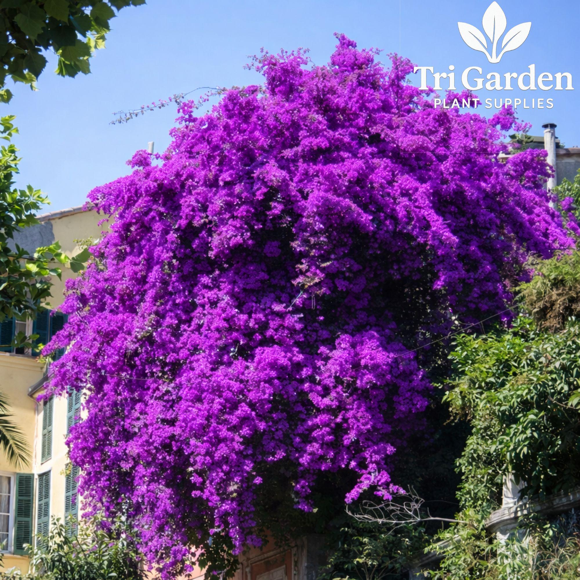 Violet Bougainvillea Live Plant – Well Rooted Starter Plug • Tropical ...